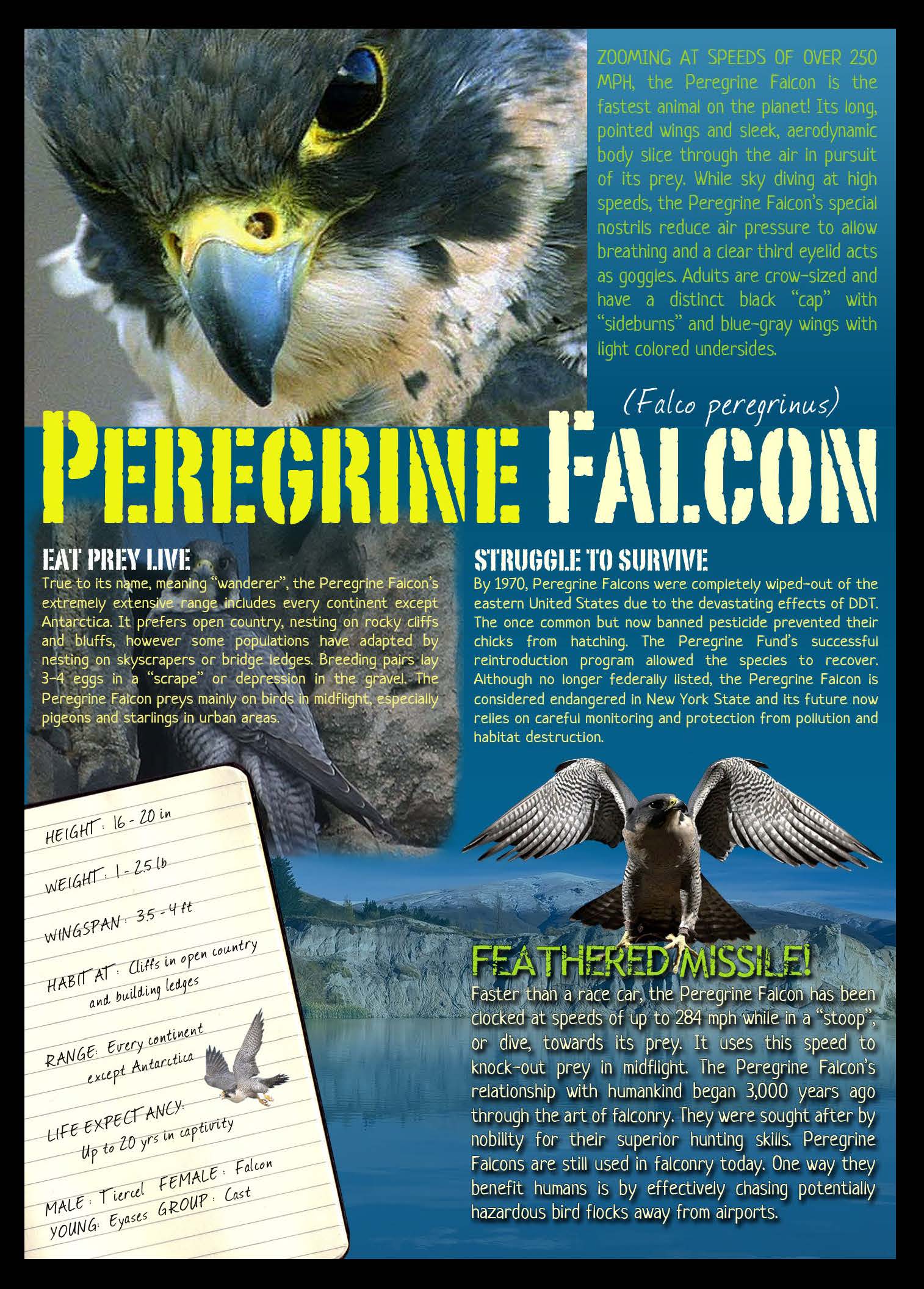 Peregrine Falcon Fact Sheet - Hawk Creek Wildlife Center