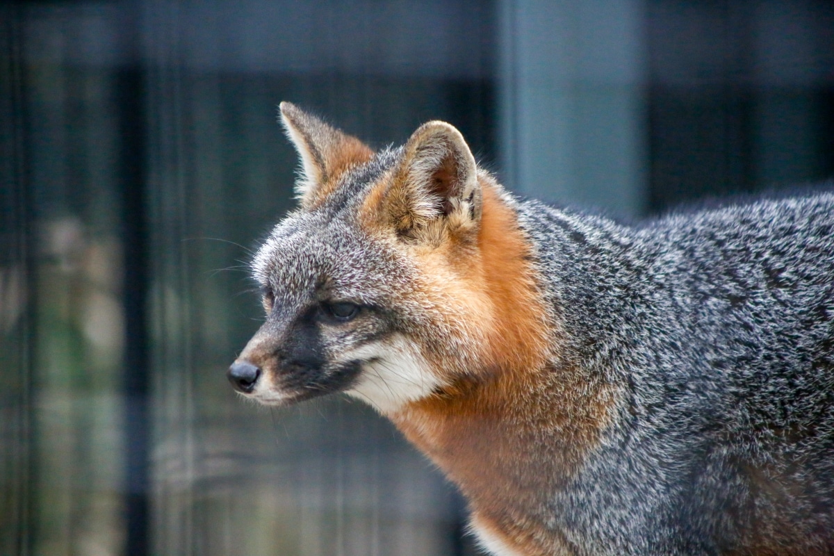 Mammals – Hawk Creek Wildlife Center