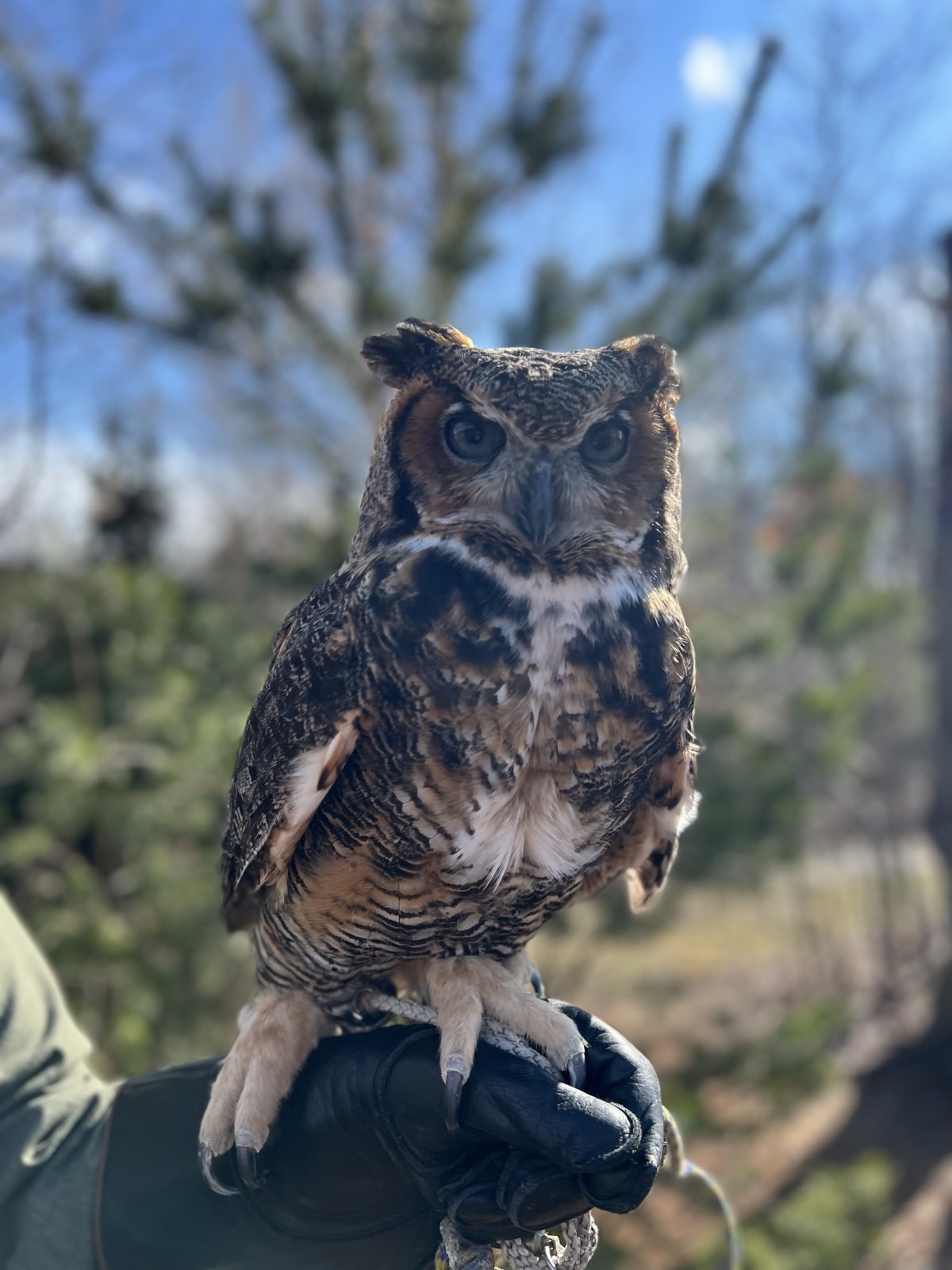 Large Owls – Hawk Creek Wildlife Center